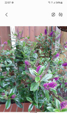 1 x Hebe veronica evergreen beautifull shrub in smal pot 15cm plus