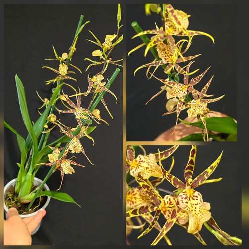 Oncidium brasia hybrid - oncidium,