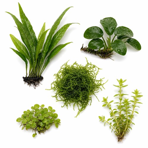 Betta fish plant bundle live - fish,
