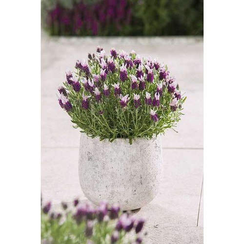 French lavender bandera - french,