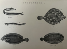 Antique Print c1870s Fish | Sand Launce Flounder Sole Whiff Victorian Engraving