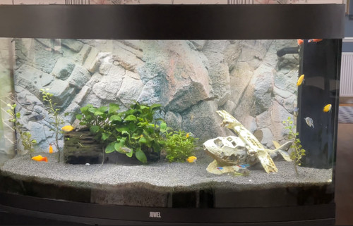 Juwel vision 180 aquarium with - aquarium,