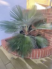 Trachycarpus princeps seeds X