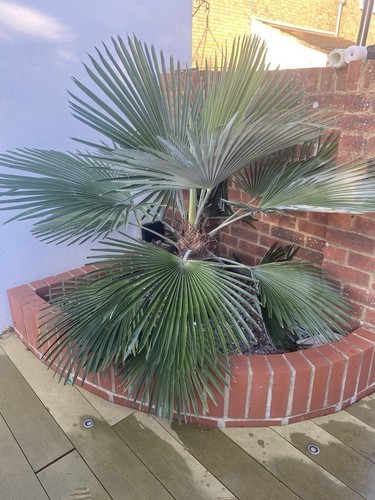 Trachycarpus princeps seeds - , x