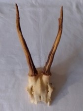 Roe Deer Antlers Taxidermy In