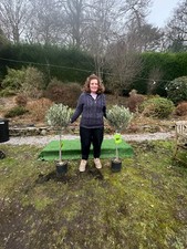 2 x Olive Tree Evergreen 120