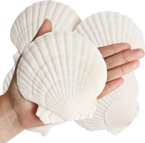 Pcs clam shells - 8, for