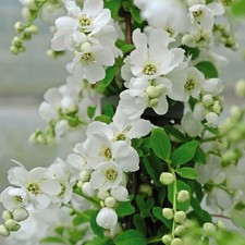 Exochorda ‘The Bride’ –
