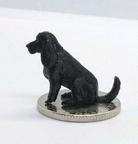 Black cocker spaniel - ,
