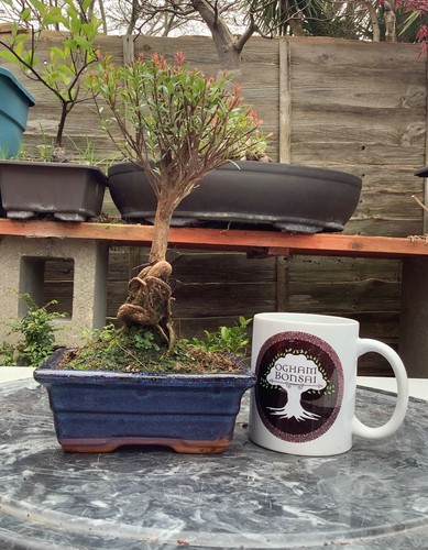 Syzygium bonsai indoor tree - indoor,