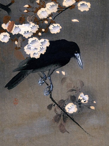 Japan sakura branch - japan, crow