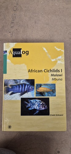 African cichlids malawi - cichlids, 1
