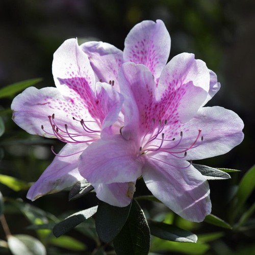 Azalea rhododendron cheer - azalea,