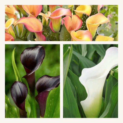 Zantedeschia - , lily)