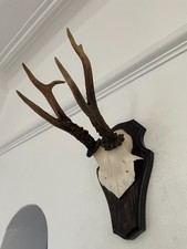 Pointy  Antlers of a  Roe Deer 536 Real Taxidermy mounted interior design horns