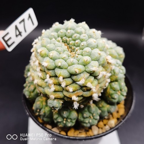 E471 copiapoa - e471---,