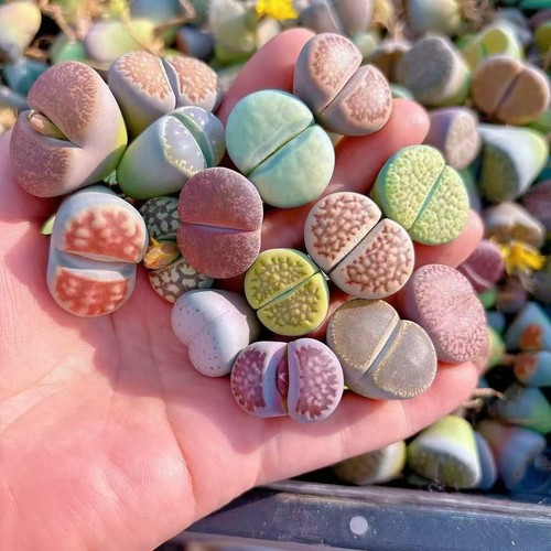 Lithops living stone - stone, single