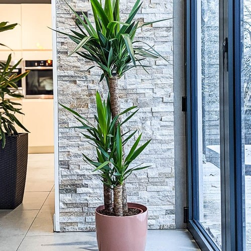 Yucca plant - yucca,
