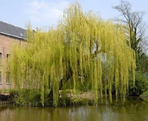 Salix chrysocoma weeping - salix,