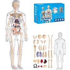 3D Human Body Structure Model
