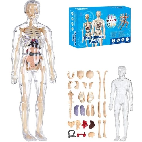 Human body structure model - body,