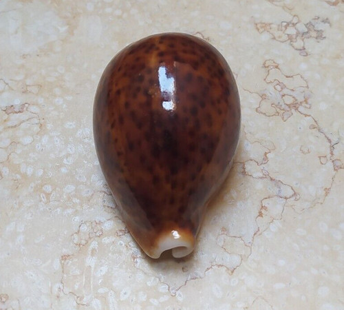 Cypraea pantherina red color - red,