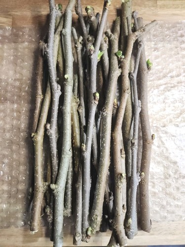 Mulberry tree cuttings - mulberry, fresh