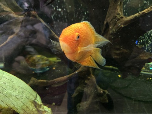 Red spotted gold - red, severum