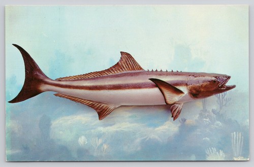 Cobia saltwater fish taxidermy - cobia,