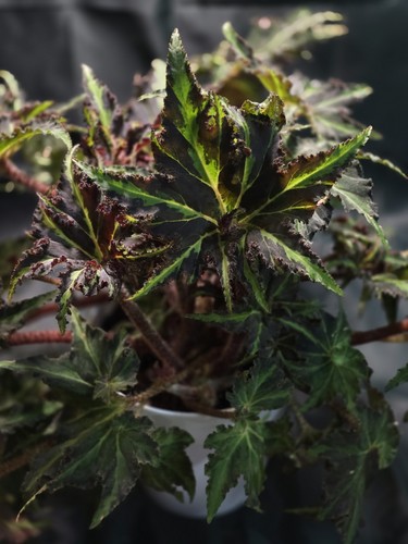Begonia liondance baby plant - liondance,