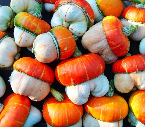 Cucurbita seeds turkish - cucurbita, turban