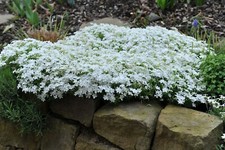3 x Alpine Phlox Plant Rockery Ice Mountain White flowers hardy drought-tolerant