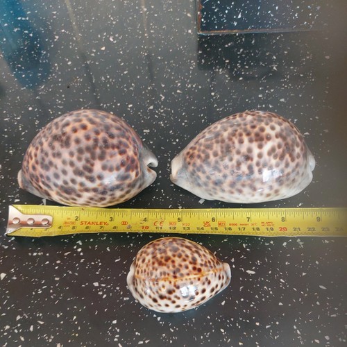 Large inch natural - 4,