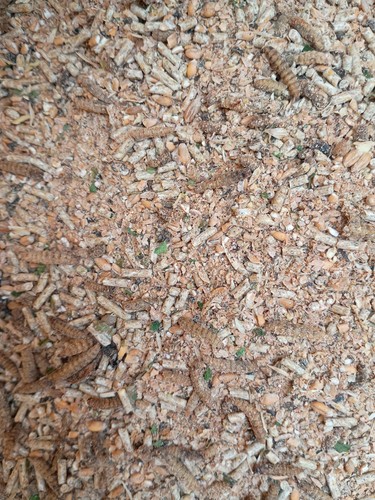 Quail layer feed 10kg - quail,