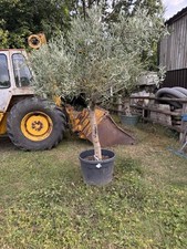Large Olive Tree 9ft 80l Pot