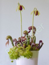 Cobra Lily Pitcher Plant -