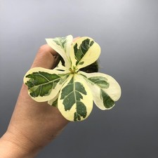Ficus Lyrata Variegated Fiddle