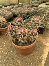 Echinoca Polycephalus