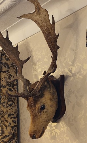Impressive fallow deer head - impressive,