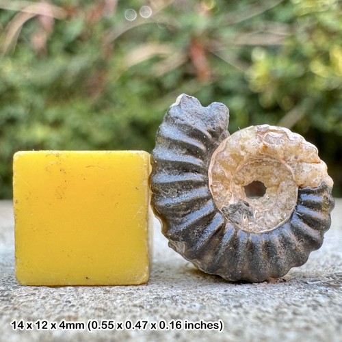 Promicroceras marstonense