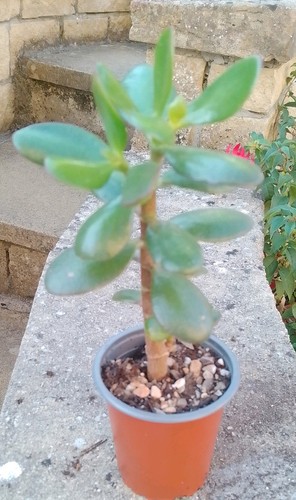 Large jade plant - large,