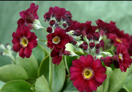 Primula pubescens rufus - primula, plant