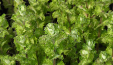 Mint Mojito Cuban Mint Very Aromatic Herb  plant 9cm Pots