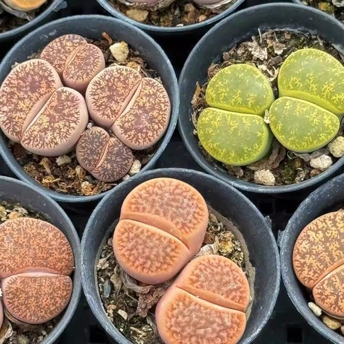 6pcs 4cm succulent plant - succulent,