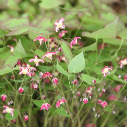 Epimedium rubrum - rubrum,
