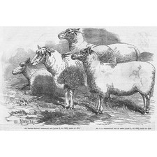 Prize Winning Sheep - Shearling Ram and Pen of Ewes - Antique Print 1855