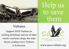 RSPB Pin Badge Special