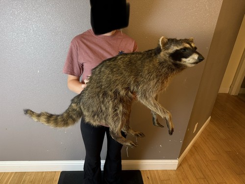 Raccoon taxidermy mount - raccoon, mount.