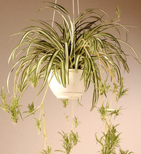 Beautiful Indoor Baby Spider