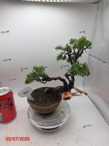 Juniper bonsai about - juniper,